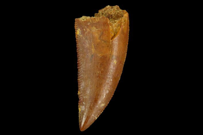 Serrated, Raptor Tooth - Real Dinosaur Tooth #124259